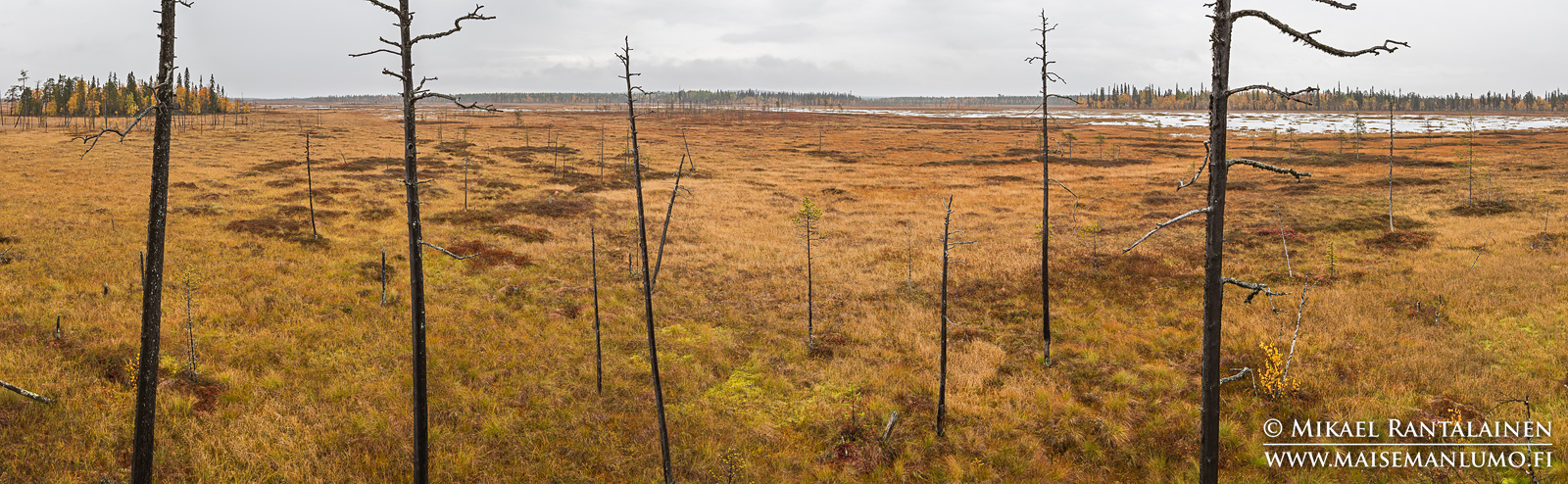 Luiron suo, Pelkosenniemi (PK113)